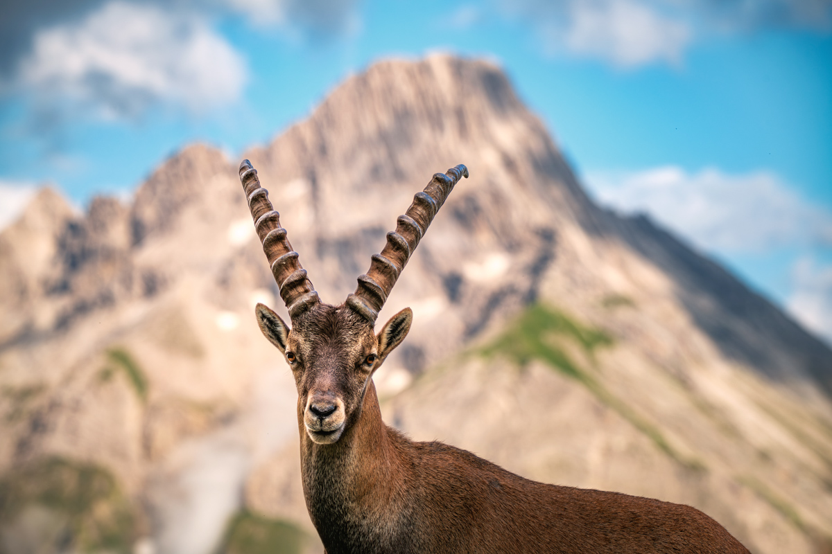 Steinbock-Porträt frontal vor dem Bieberkopf, Alpensteinbock blickt direkt in die Kamera bei Oberstdorf, Eindrucksvolles