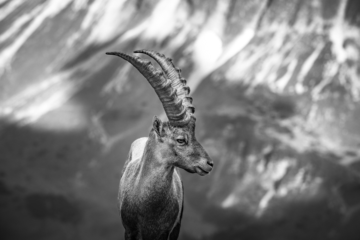 Allgäu, Steinbock auf Fels, Schwarz-Weiß, Alpin - Tierfotografie Hochalpen