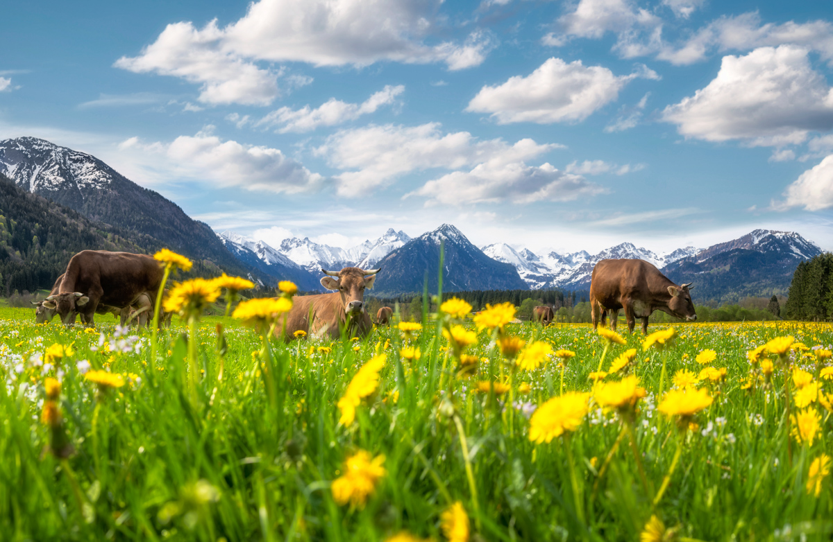 Rubi bei Oberstdorf, Allgäuer Braunviehherde auf blühender Löwenzahnwiese vor dem Alpenpanorama, Frühling - Blumenfotografie
