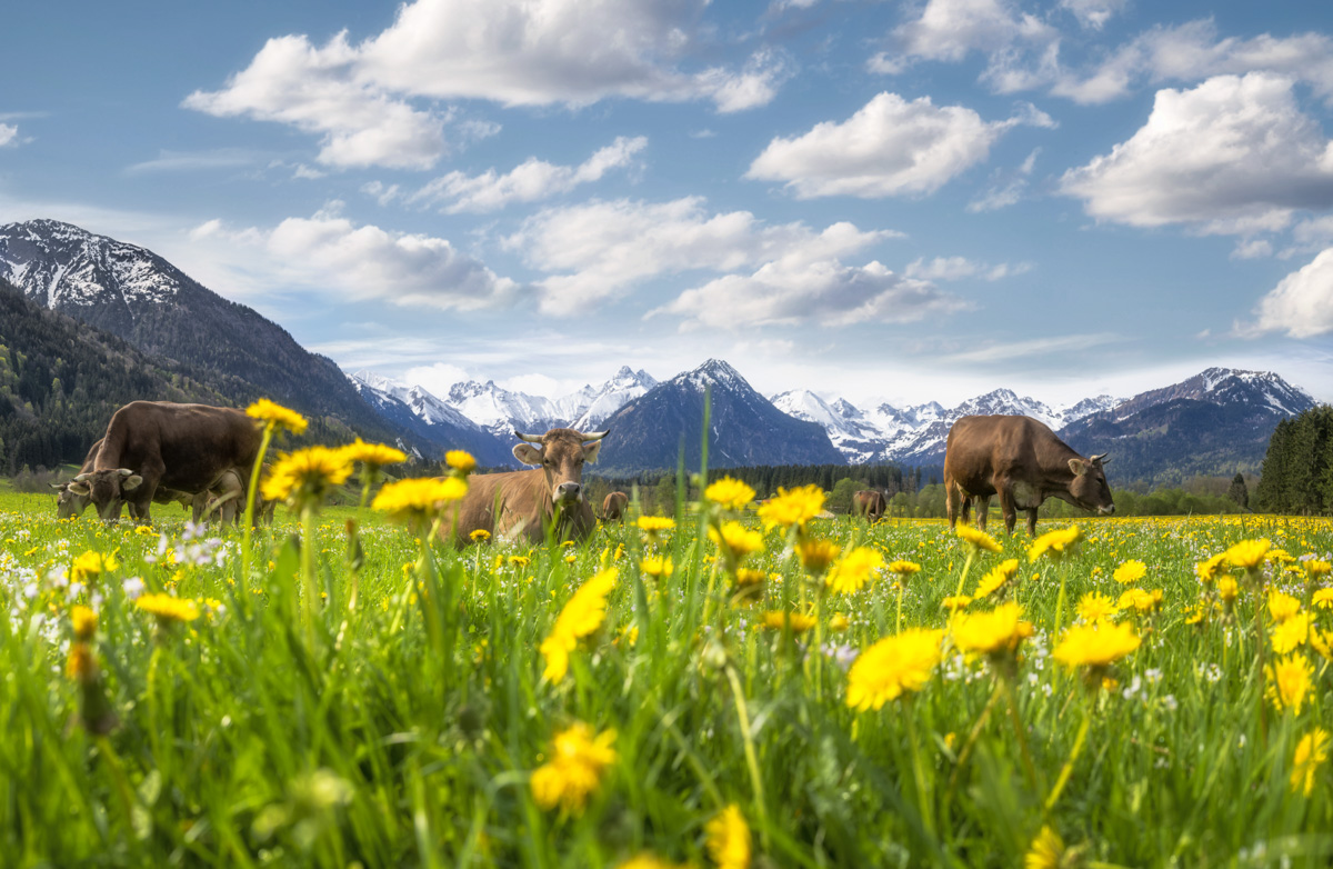 Oberstdorf, Braunvieh-Herde auf der Löwenzahnwiese, Frühling bei Rubi mit Alpenpanorama - Landschaftsfotografie Oberallgäu