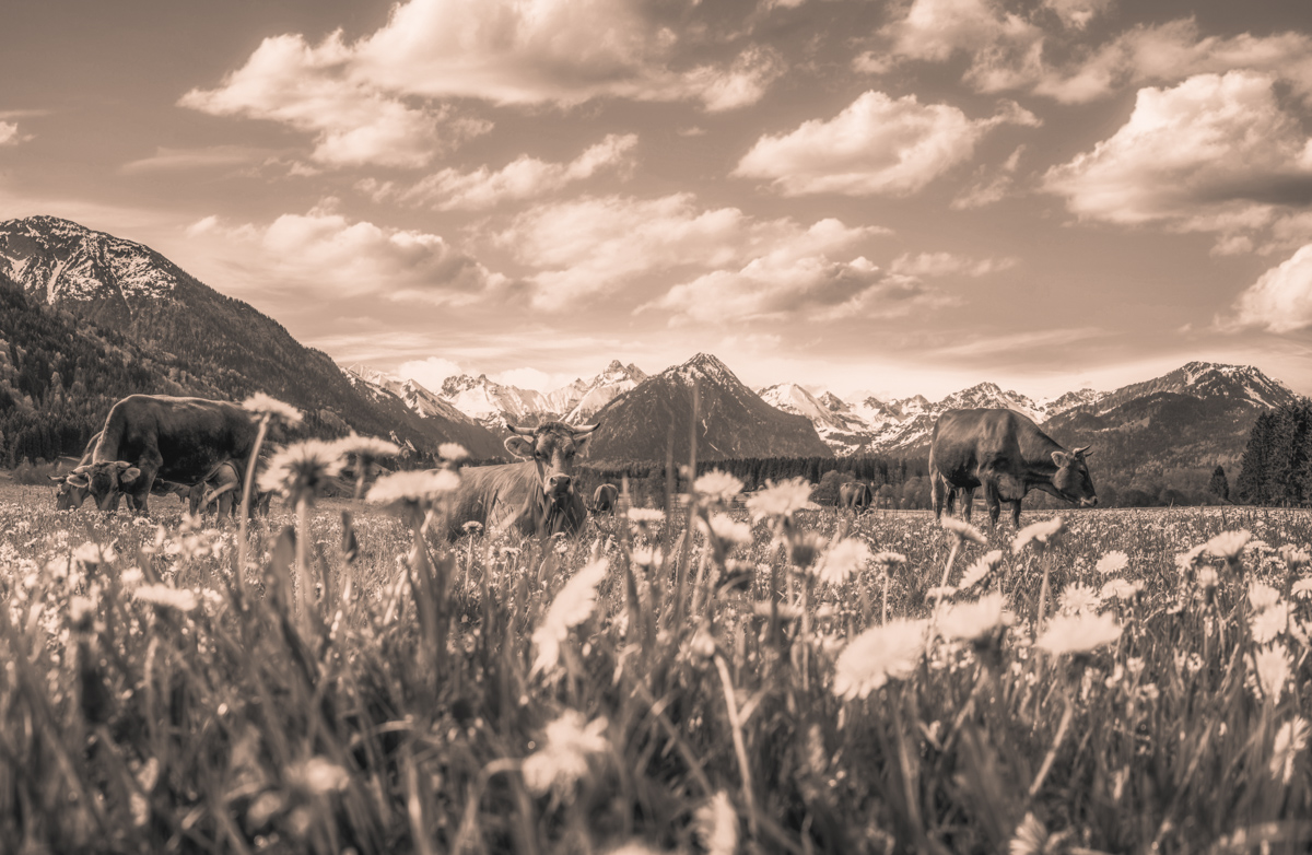 Oberstdorf, Kuhherde auf Löwenzahnwiese vor Alpenpanorama, Frühling - Tierfotografie Oberallgäu