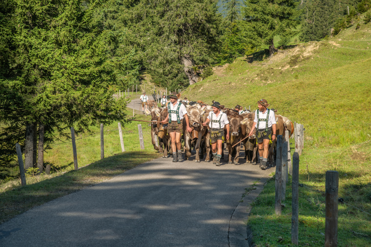 Obermaiselstein, Hirten in Lederhosen treiben Braunvieh durch schattigen Waldweg, Viehscheid-Tradition im Lochbachtal