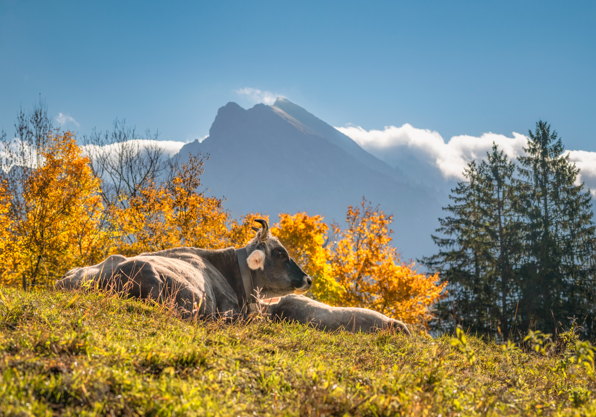 Kuh im Herbstlaub, Braunvieh vor Berggipfel mit goldener Laubfärbung, Allgäuer Herbstidylle - Tierfotografie Alpen