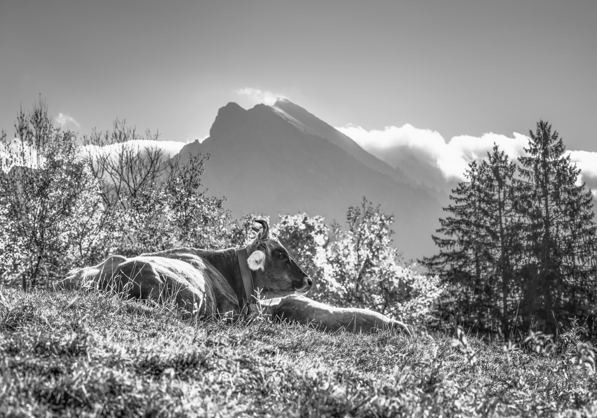 Oberallgäu, Ruhende Kuh auf Almhügel mit Berggipfeln, Verträumte Stimmung - Tierfotografie Allgäu