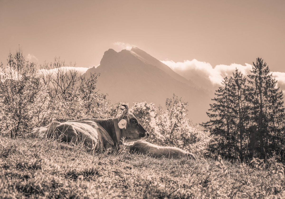 Oberallgäu, Ruhende Kuh vor herbstlichem Berggipfel, Frieden - Tierfotografie Allgäu