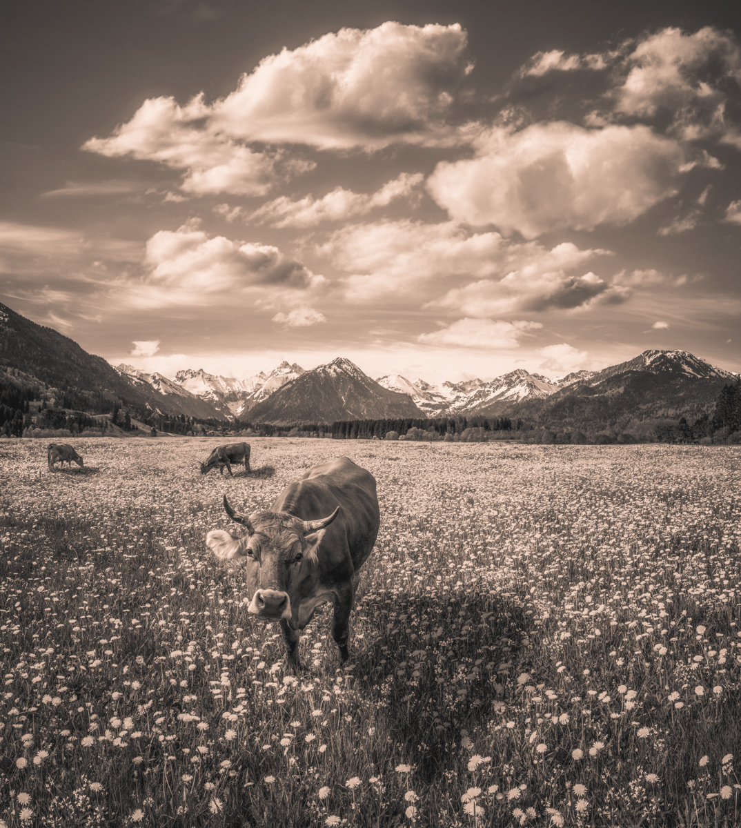 Oberstdorf, Grasende Kuh auf Pusteblumenfeld vor Bergpanorama, Frühling - Tierfotografie Oberallgäu