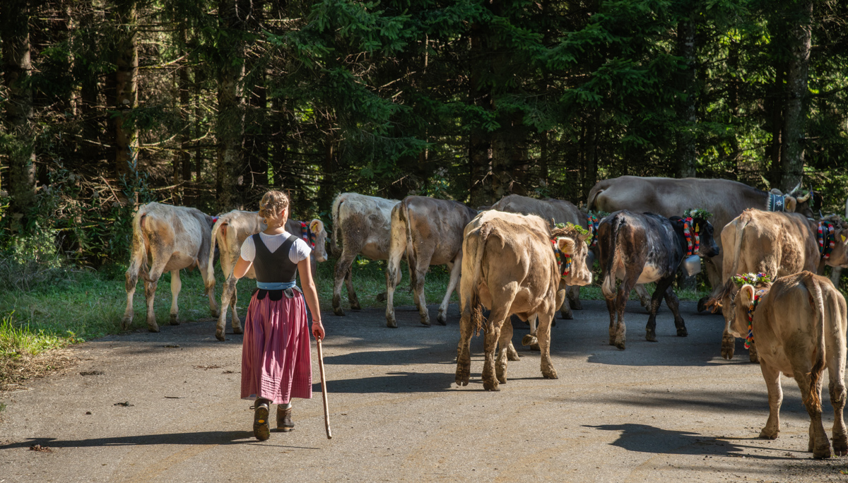 Obermaiselstein, Sennerin im Dirndl führt Braunvieh-Herde auf Waldstraße, Allgäuer Viehscheid im Lochbachtal bei