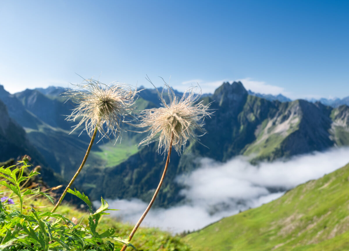 Oberstdorf, Wilde Männle vor der Höfats, Alpenblumen-Samenstände mit Bergpanorama - Landschaftsfotografie Allgäu