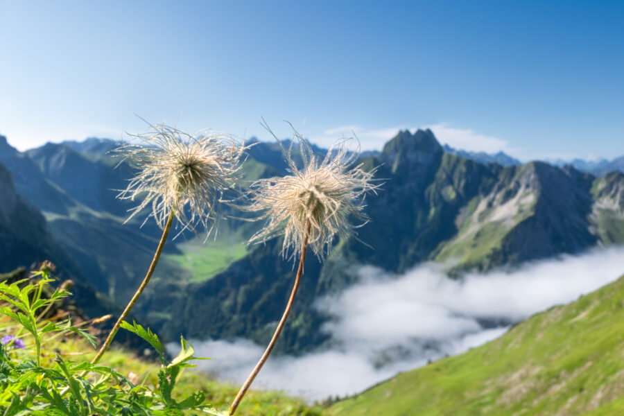 Oberstdorf, Wilde Männle vor der Höfats, Alpenblumen-Samenstände mit Bergpanorama - Landschaftsfotografie Allgäu