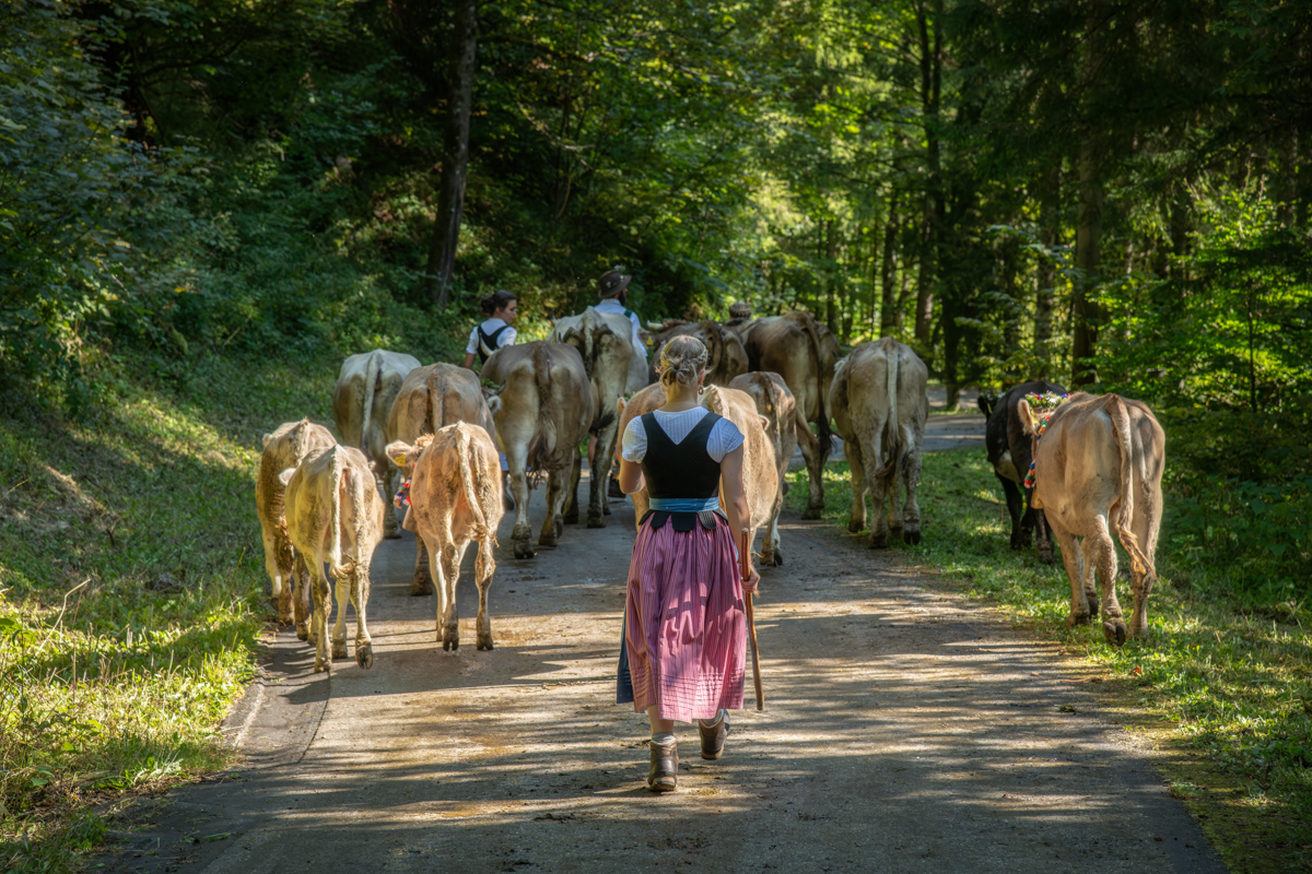 Obermaiselstein, Sennerin im Dirndl begleitet Braunvieh durch grünen Laubwald, Viehscheid im Lochbachtal zwischen Licht und