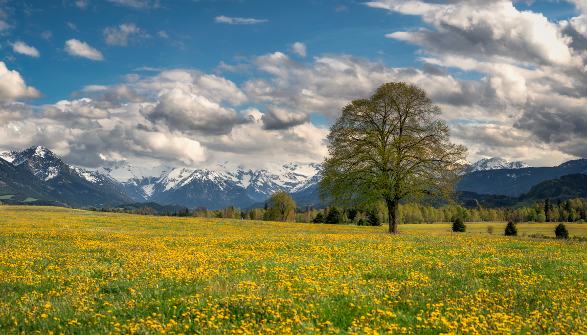 Greggenhofen, Löwenzahnwiese vor Alpenpanorama, Frühling - Landschaftsfotografie Oberallgäu