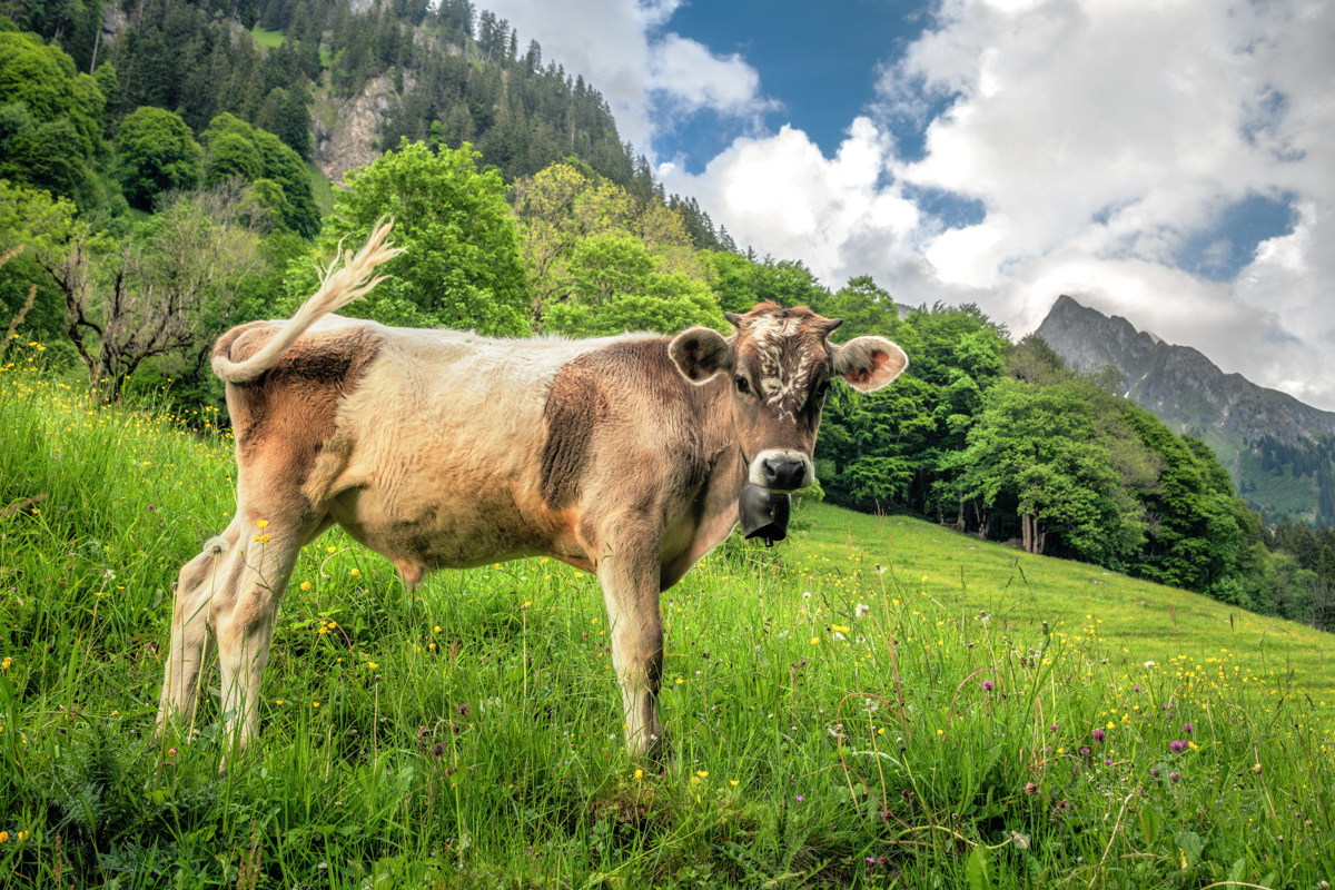 Allgäuer Braunvieh bei Gerstruben, Kuh auf Bergweide mit Höfats-Blick, Sommerliche Almidylle - Dietersbachtal