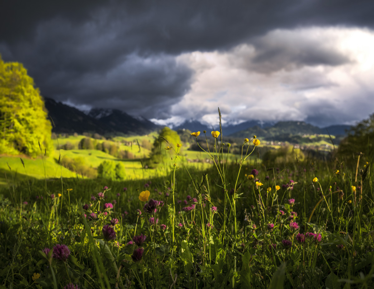 Altstädten, Gewitterstimmung am Malerwinkel, Frühlingswiese mit Wildblumen - Landschaftsfotografie Oberallgäu