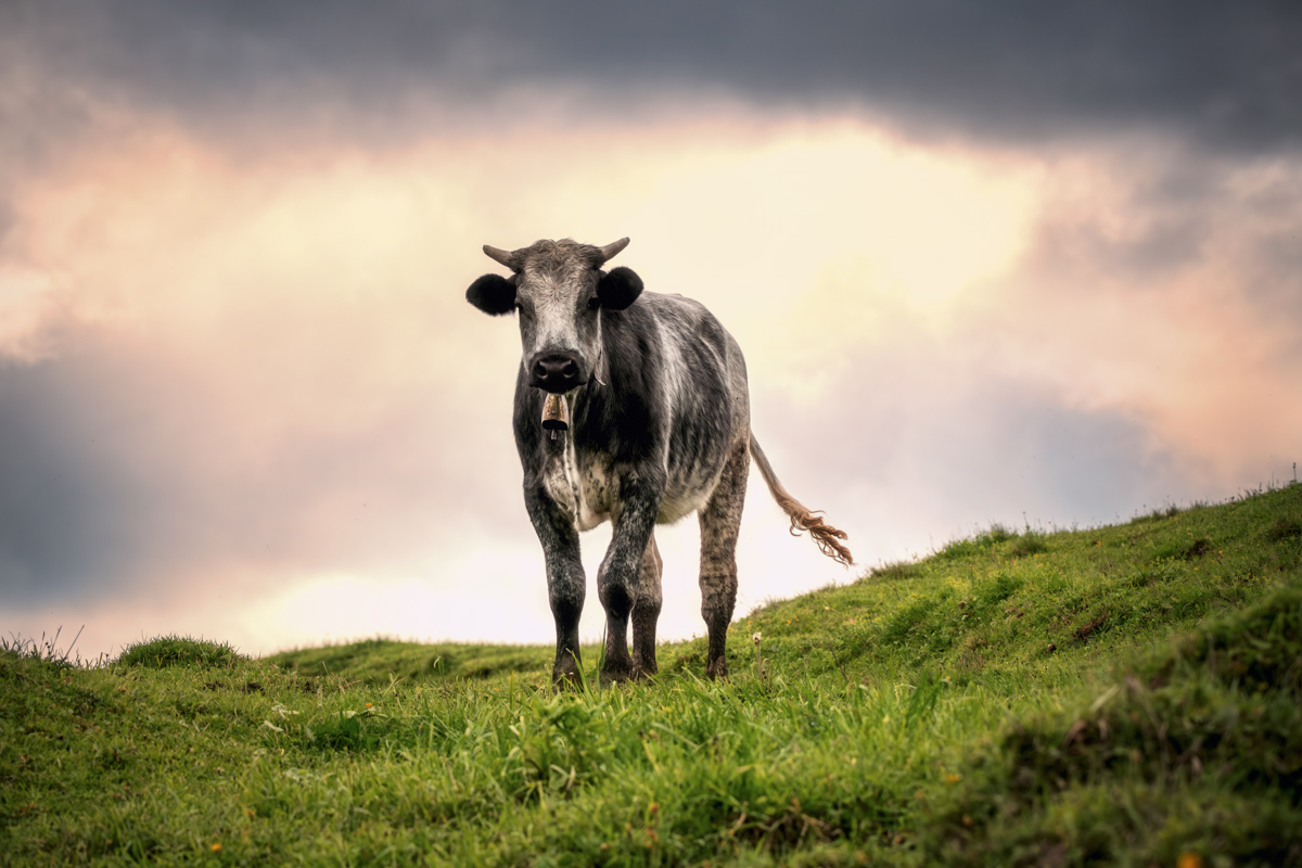 Oberstdorf, Gesprenkelte Kuh auf Almhügel, Stürmische Abendstimmung - Landschaftsfotografie Allgäu