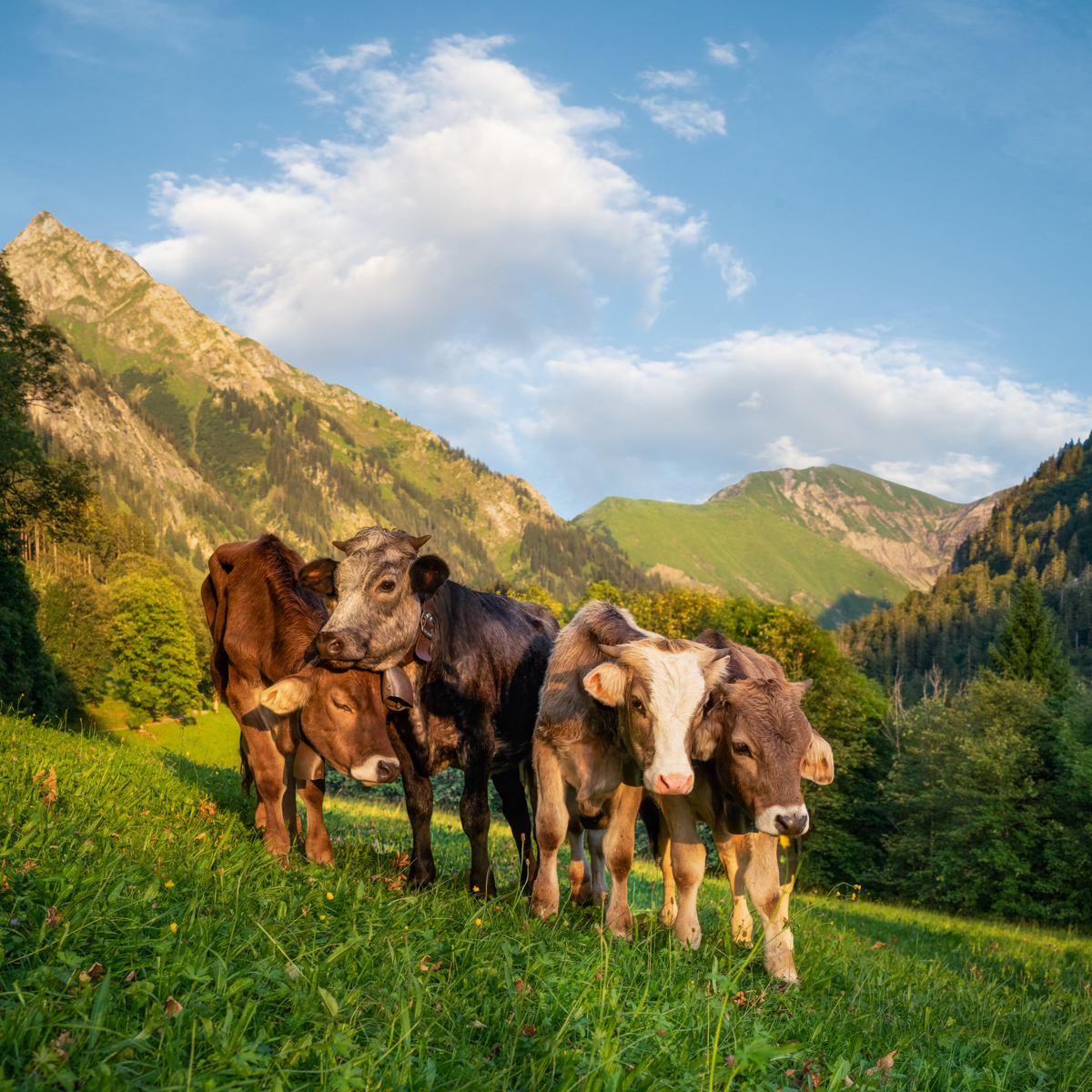 Jungvieh auf Bergweide bei Gerstruben, Kuhgruppe vor Allgäuer Alpenpanorama, Sommerliche Almidylle - Dietersbachtal