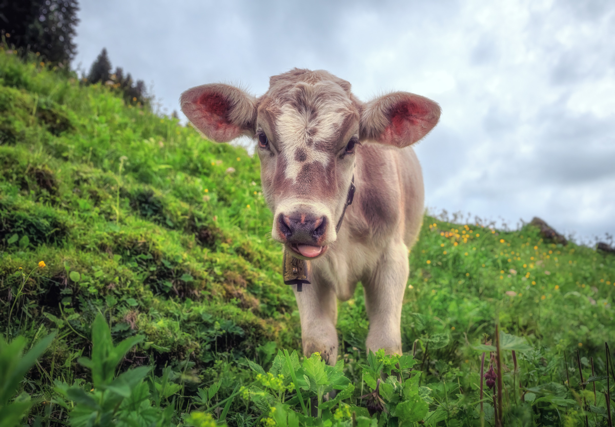Dinjörgen Alpe, Neugieriges Kälbchen mit Glocke, Almidylle im Sommer - Landschaftsfotografie Allgäu