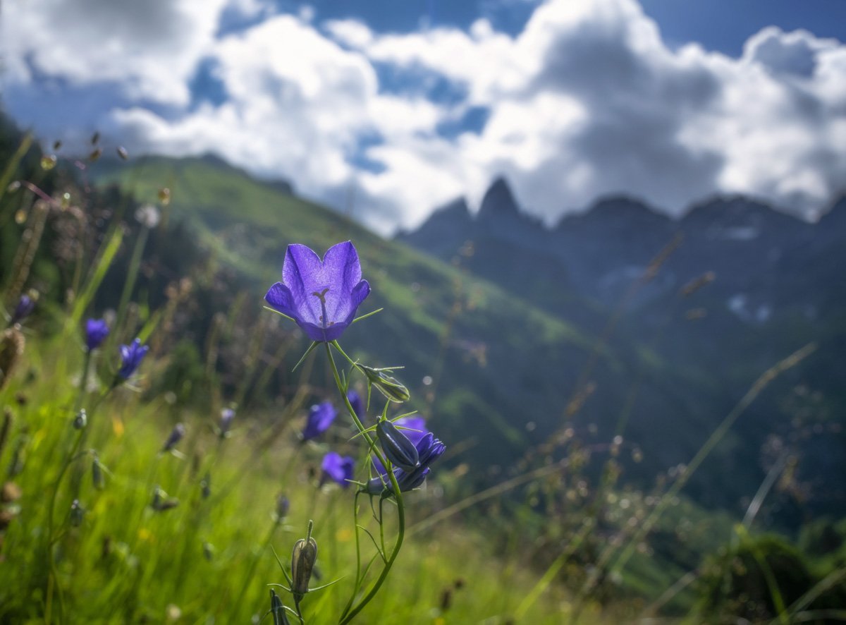 Glockenblumen bei Einödsbach, Violette Bergblumen vor Trettach-Panorama, Blühender Bergsommer - Oberstdorf