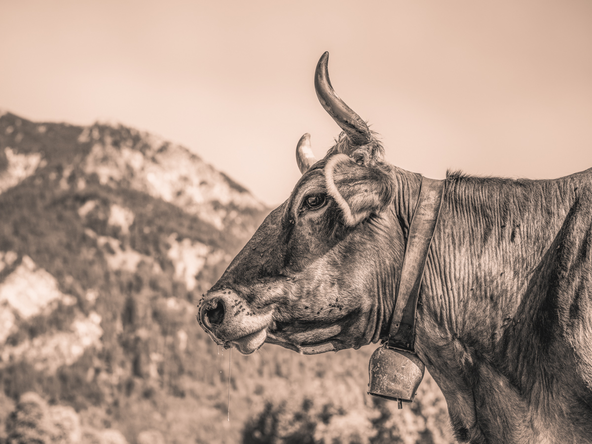 Oberallgäu, Braunvieh-Kuh im Seitenprofil vor Bergkulisse, Charakter - Tierfotografie Allgäu