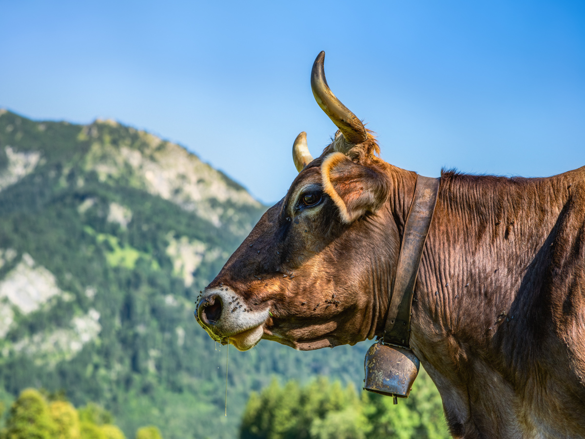Allgäu, Braunvieh-Porträt mit Glocke, Stolze Kuh vor Bergkulisse - Landschaftsfotografie Oberallgäu