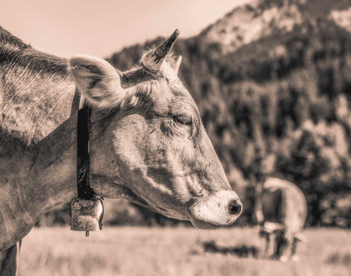 Oberallgäu, Kuh im ruhigen Seitenprofil auf Sommerweide, Stille - Tierfotografie Allgäu