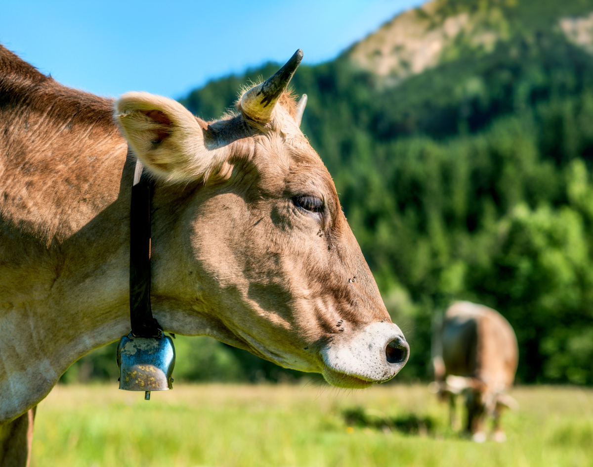Allgäu, Sanftes Braunvieh-Portrait auf Sommerweide, Almidylle mit Bergblick - Landschaftsfotografie Oberallgäu