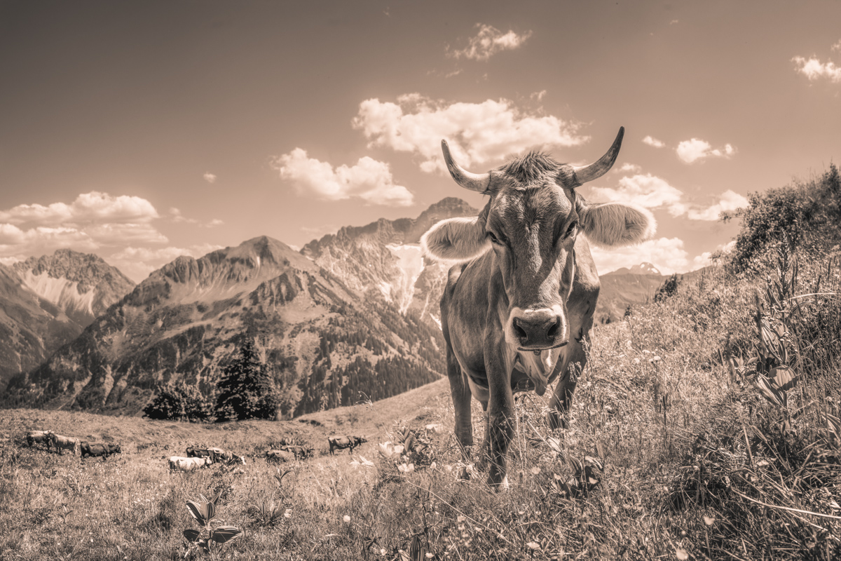 Nebelhorn, Kuh auf der Hochalm vor Widderstein-Panorama, Hochgebirge - Tierfotografie Kleinwalsertal