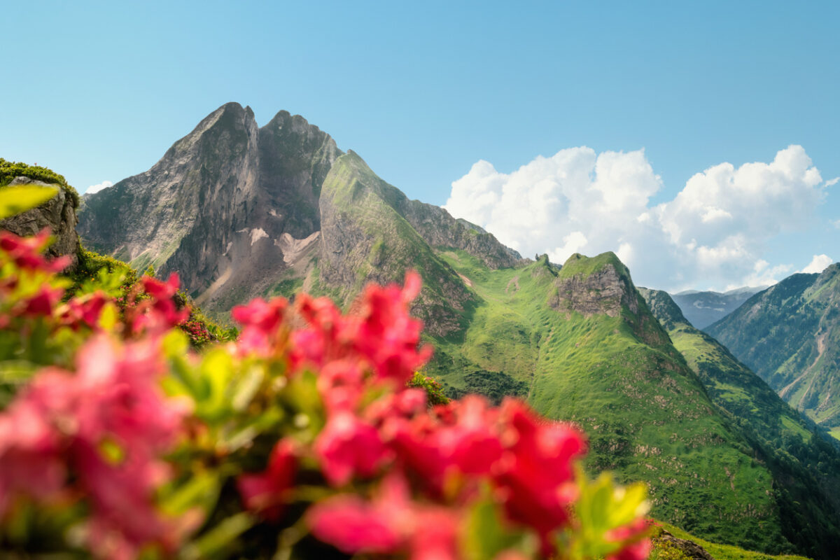 Oytal, Höfats hinter blühenden Alpenrosen, Sommerliche Bergblumenpracht - Landschaftsfotografie Allgäu