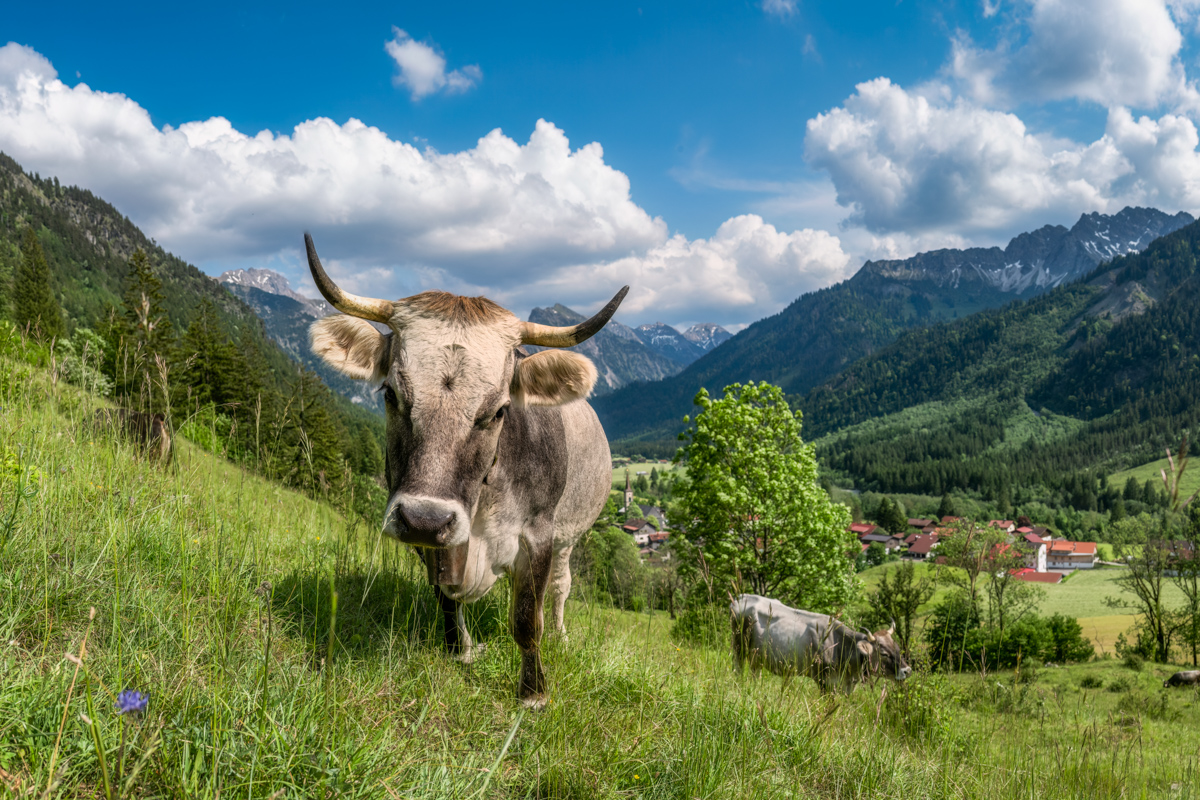 Kuh über Bergdorf im Allgäu, Braunvieh auf Almhang mit Tal-Panorama, Sommer Bergsommer - Almfotografie Alpen