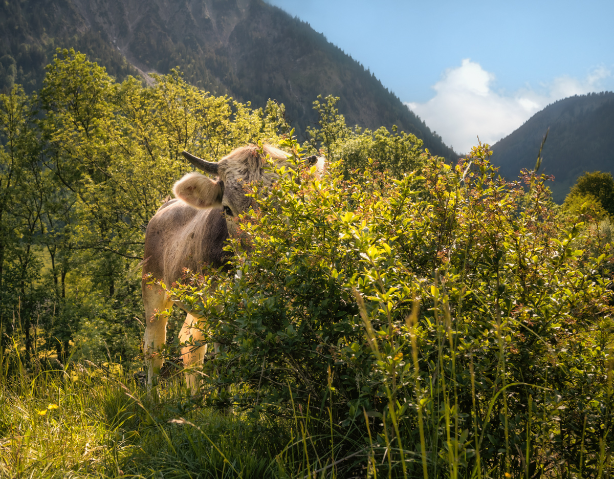 Kuh beim Fressen im Bergtal, Braunvieh an Gebüsch im Sommer-Gegenlicht, Allgäuer Almszene - Natürliche Tierfotografie Alpen