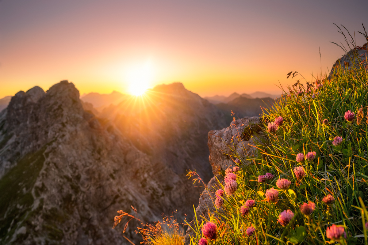Oberstdorf, Roter Bergklee am Nebelhorn, Sonnenuntergang mit Alpenblumen - Naturfotografie Oberallgäu