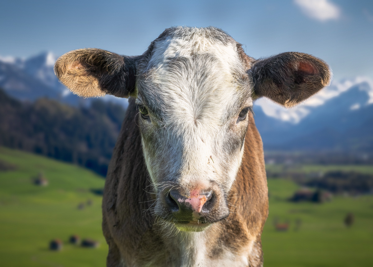 Rettenberg, Junges Kalb vor Grünten Panorama, Frühling auf der Allgäuer Alm - Landschaftsfotografie Oberallgäu