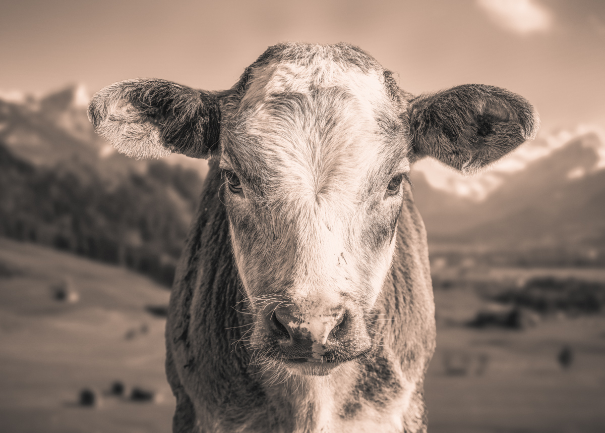 Rettenberg, Neugieriges Kalb mit heller Blesse im Portrait, Unschuld - Tierfotografie Oberallgäu