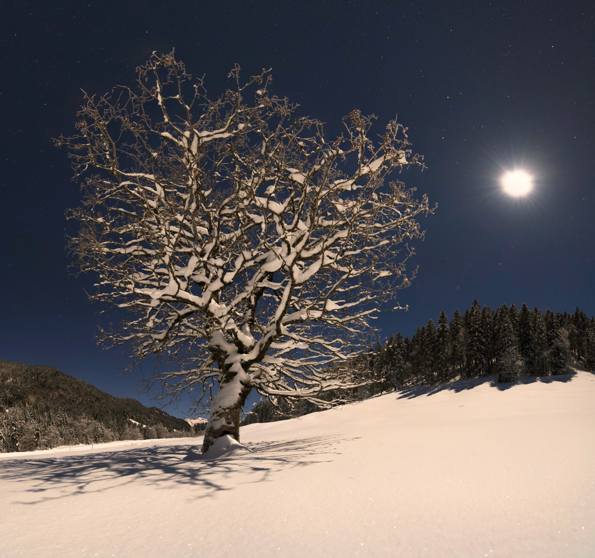 Verschneiter Baum bei Vollmond nahe Hinterstein, Magische Winternacht im Allgäu, Mondlicht auf Schneelandschaft