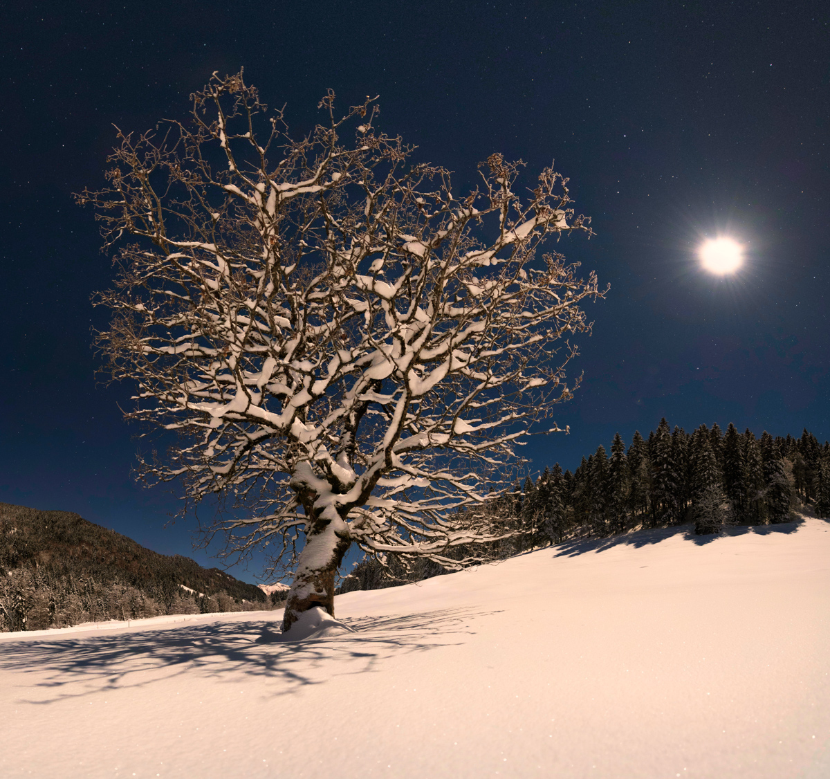 Verschneiter Baum im Mondlicht bei Hinterstein, Winterlicher Solitär unter strahlendem Mond und Sternenhimmel, Magische