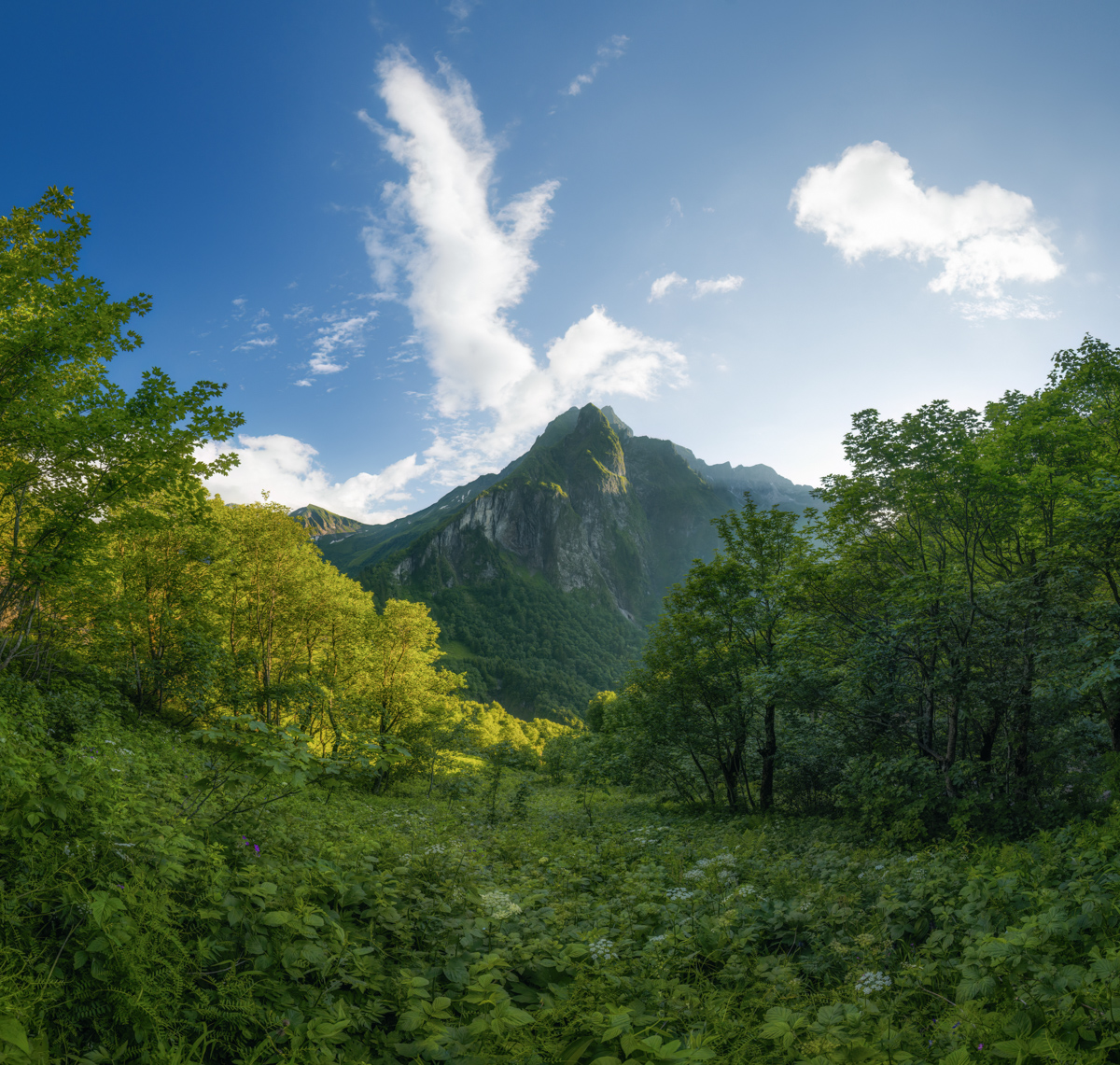 Höfats im Oytal bei Oberstdorf, Üppige Bergvegetation im Sommer, Grüne Wildnis der Allgäuer Alpen