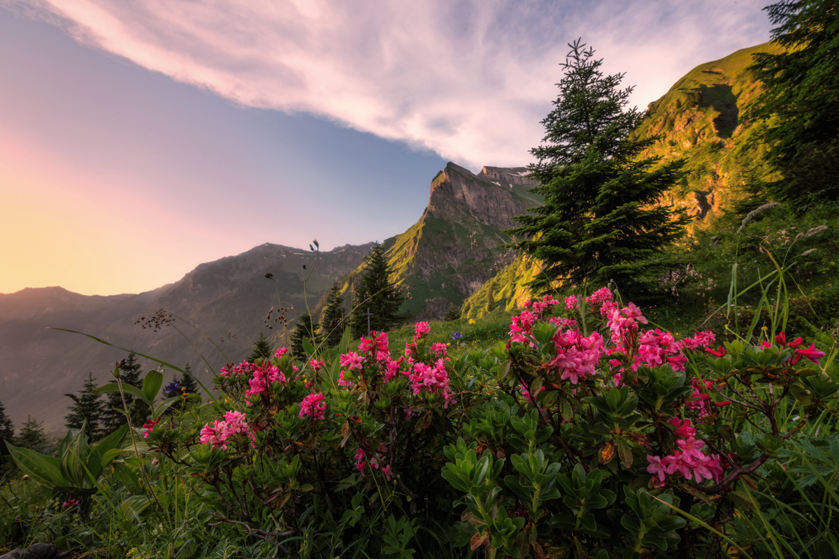 Wilde Männle, Alpenrosen im Abendlicht mit Bergpanorama, Sommerliche Blütenpracht - Bergfotografie Oberstdorf Allgäu