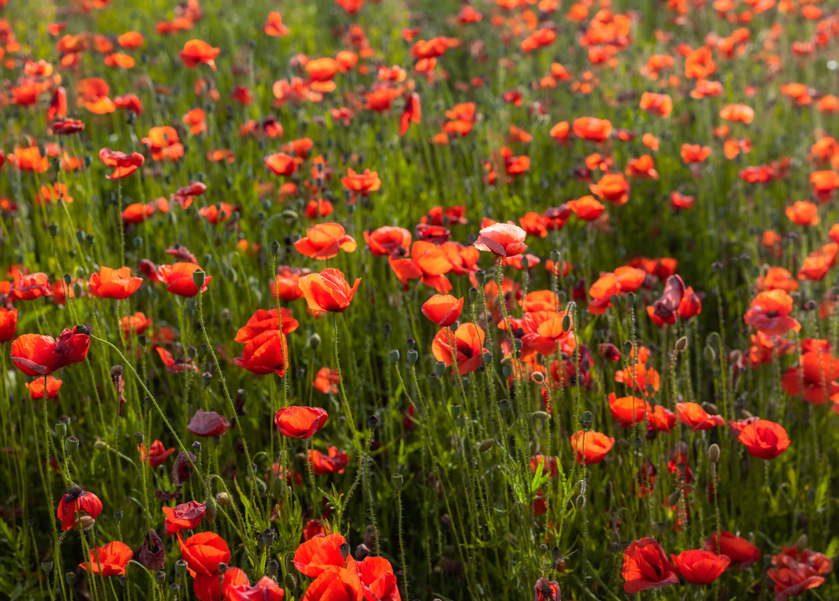 Mohnfeld, Dichtes Meer aus roten Mohnblumen im Sommerlicht, Leuchtende Farbenpracht - Blumenfotografie