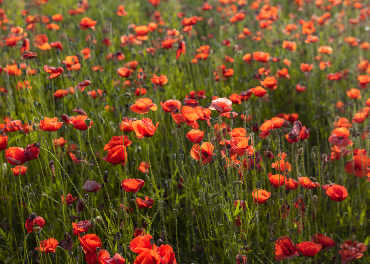 Allgäu, Leuchtendes Mohnblumenfeld im Sommer, Rote Blütenpracht - Landschaftsfotografie Oberallgäu