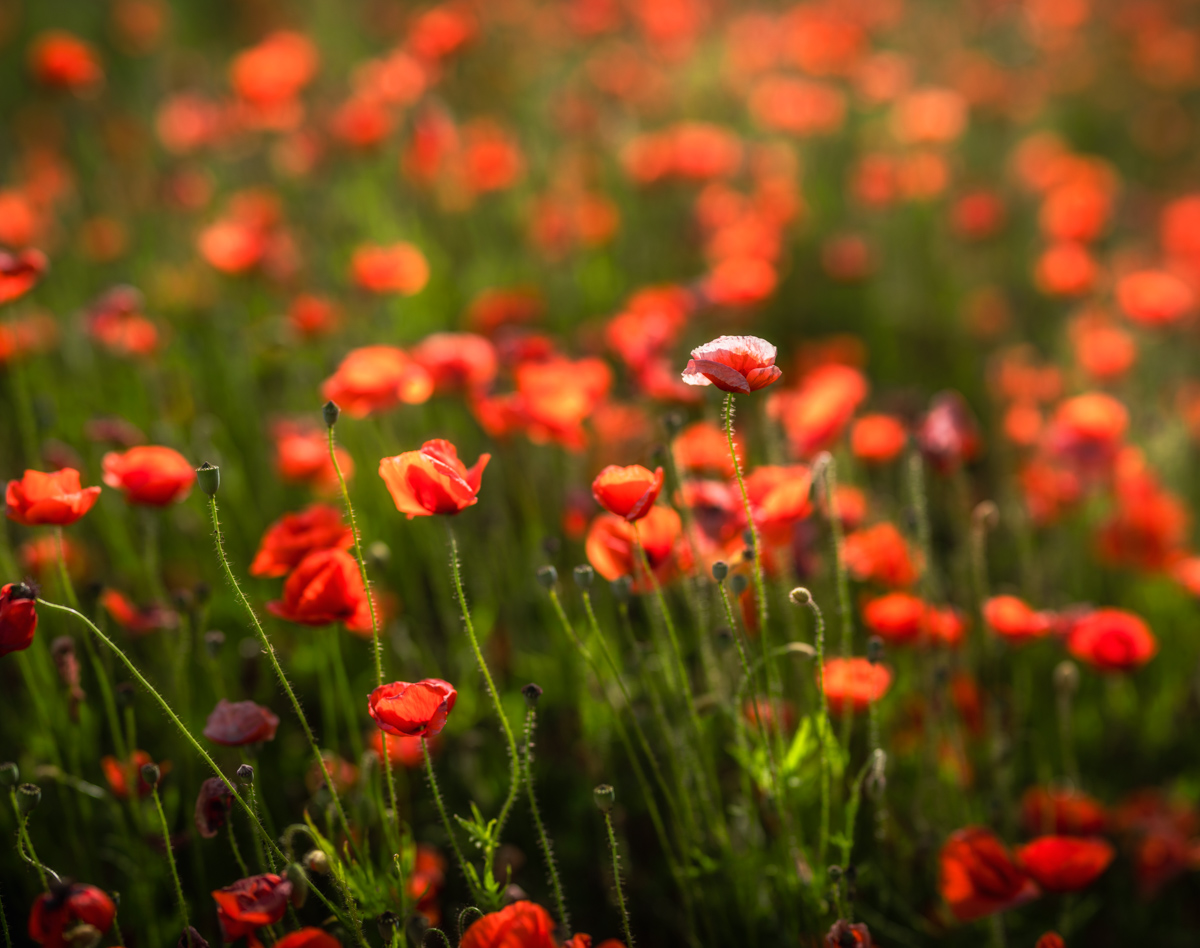 Mohnblumen, Einzelne helle Blüte im roten Mohnfeld mit Bokeh, Verträumte Sommeridylle - Blumenfotografie