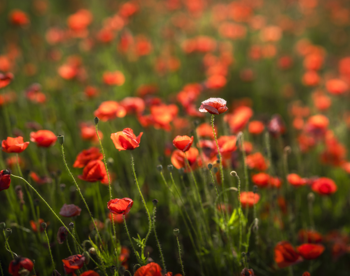 Allgäu, Einzelne Mohnblume im Gegenlicht, Künstlerische Blumenfotografie - Landschaftsfotografie Oberallgäu