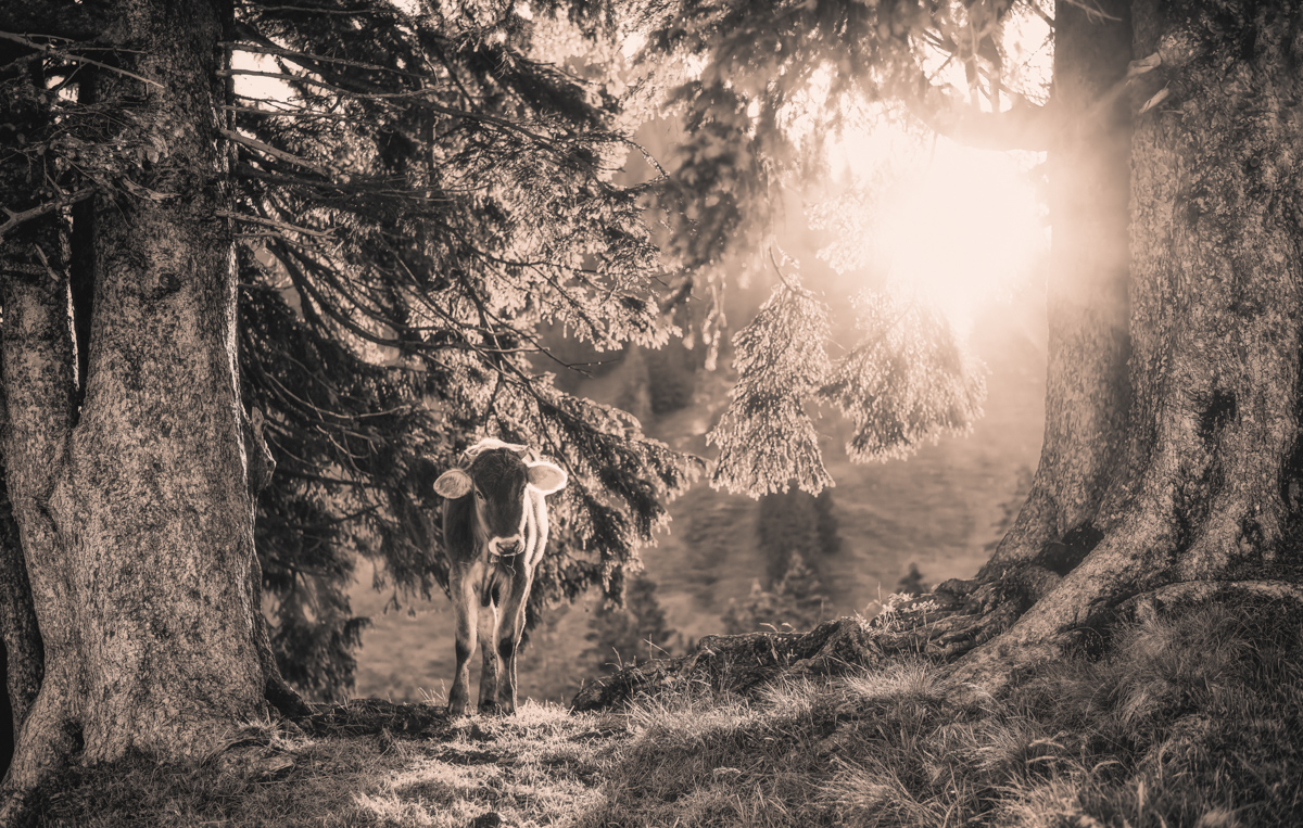 Oberallgäu, Kuh im Waldlicht zwischen alten Bäumen, Märchen - Tierfotografie Allgäu