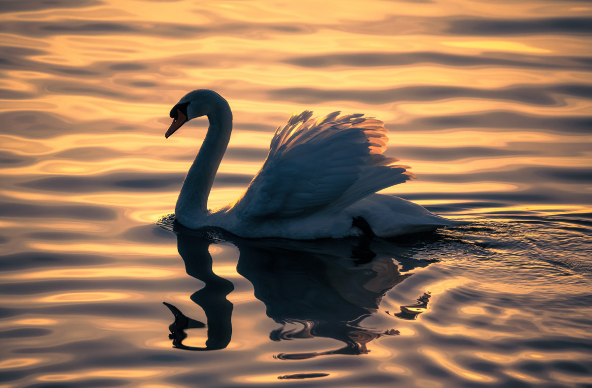 Schwan im Abendgold, Majestätischer Höckerschwan gleitet über goldene Bodenseewellen, Tierfotografie Bodensee