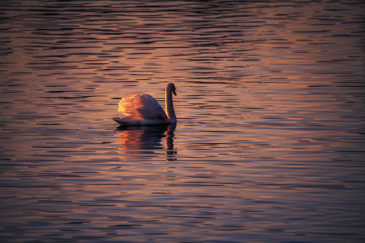 Schwan auf dem Bodensee bei Sonnenuntergang, Goldenes Abendlicht auf dem Wasser, Romantische Tierfotografie
