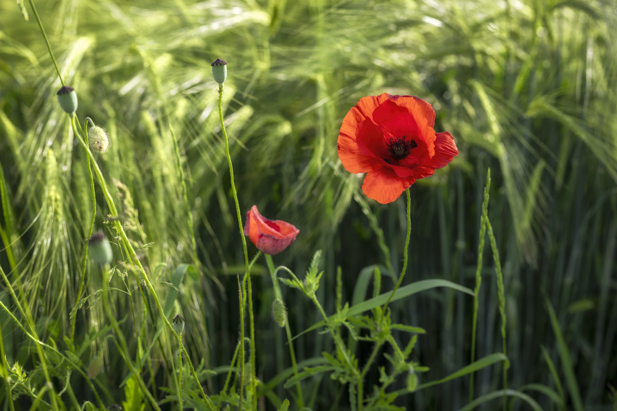 Allgäu, Mohnblume im Gerstenfeld, Sommerliche Feldblume - Landschaftsfotografie Oberallgäu