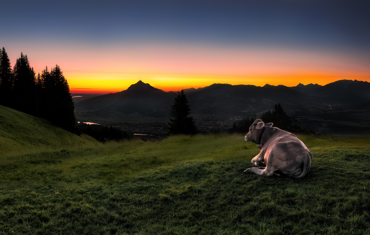 Kuh beim Sonnenuntergang Allgäu, Braunvieh-Panorama mit Bergsilhouetten im Abendrot, Stimmungsvolle Almfotografie - Alpen