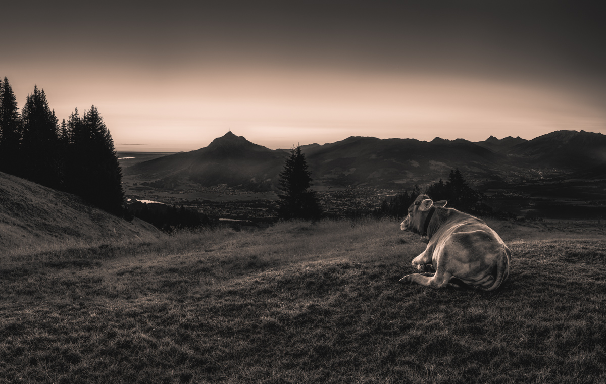 Oberallgäu, Kuh blickt über das Tal bei Sonnenuntergang, Abendruhe - Tierfotografie Allgäu