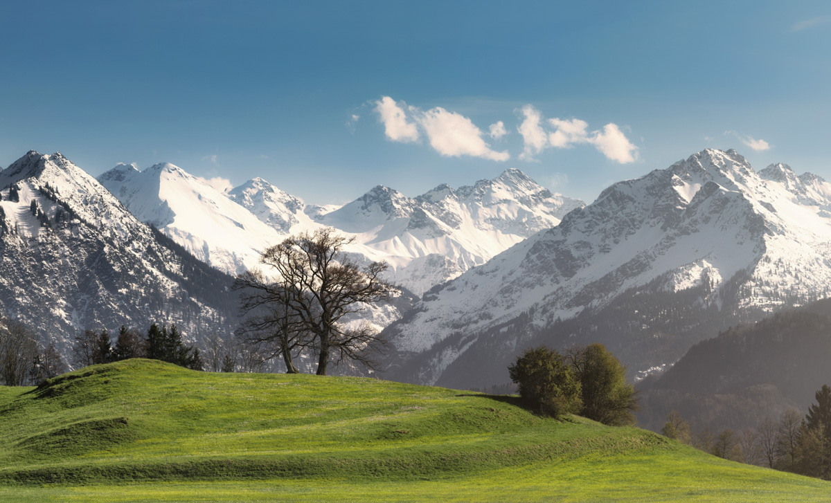 Frühling im Stillachtal bei Oberstdorf, Grüne Wiesen vor verschneiter Alpenkette, Einzelner Baum als Blickfang