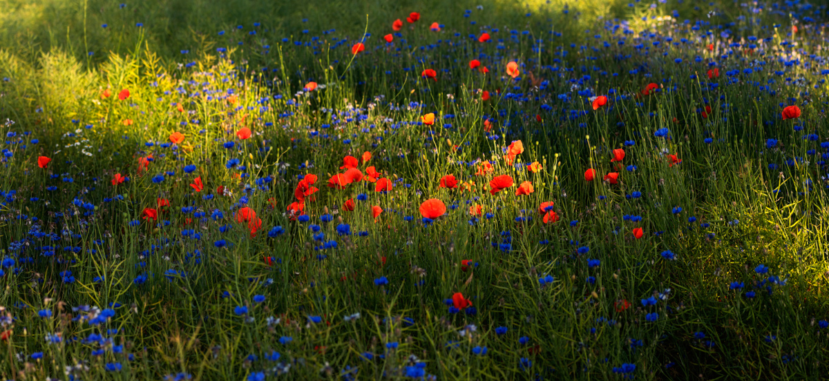 Sommerwiese, Mohnblumen und Kornblumen im goldenen Gegenlicht, Farbenfrohes Blütenmeer - Blumenfotografie