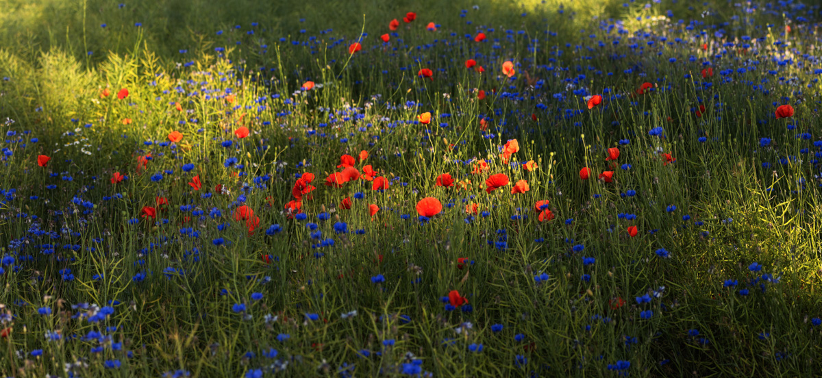 Allgäu, Mohn- und Kornblumenwiese im Abendlicht, Bunte Sommerblumenpracht - Landschaftsfotografie Oberallgäu