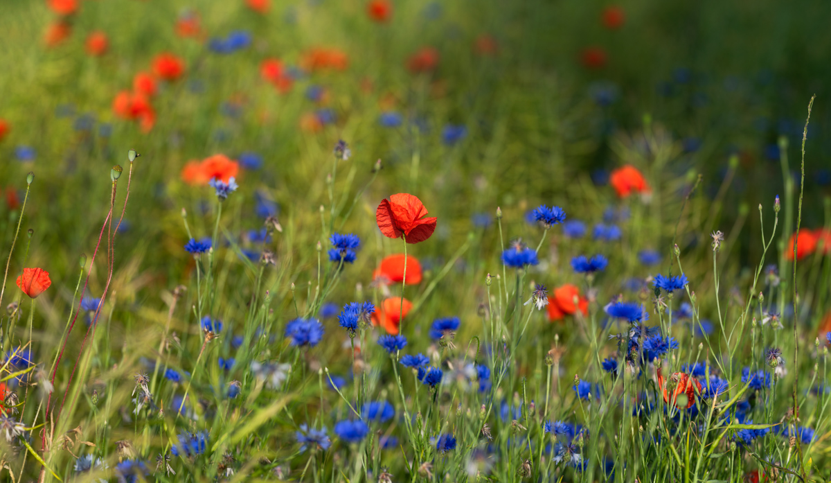Feldblumen, Mohnblume und Kornblumen in verträumter Nahaufnahme, Sommerliche Blütenpoesie - Naturfotografie
